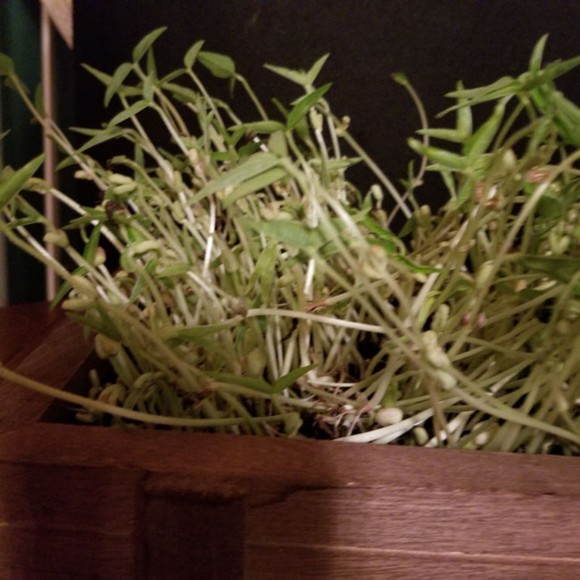 Organic Mung Beans for sprouting, microgreens 5oz over 2k seeds - Picture 4 of 6